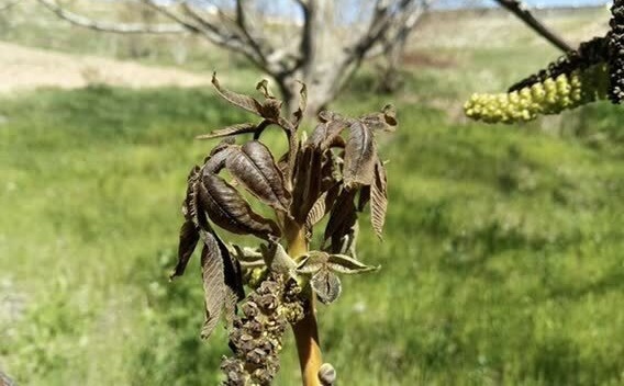 خسارت ۶۰ درصدی به بخش کشاورزی شهرستان قوچان در پی سرمازدگی خسارت ۶۰ درصدی به بخش کشاورزی شهرستان قوچان در پی سرمازدگی