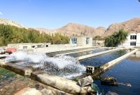 عاری از بیماری بودن استخرهای ماهیان سردآبی قوچان