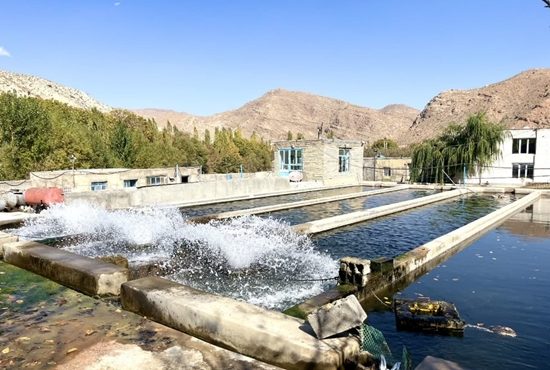 عاری از بیماری بودن استخرهای ماهیان سردآبی قوچان