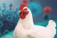 هیچ موردی از آنفلوانزای فوق حاد پرندگان در شهرستان مشاهده نشده