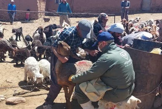 پوشش گسترده واکسیناسیون دام‌ها در قوچان؛ بیش از ۳۰۰ هزار راس علیه PPR ایمن‌سازی شدن